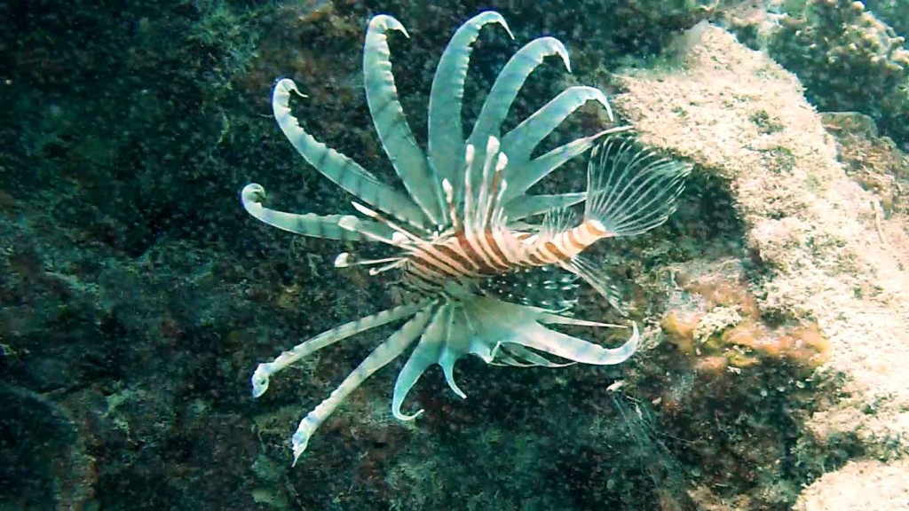 diving
